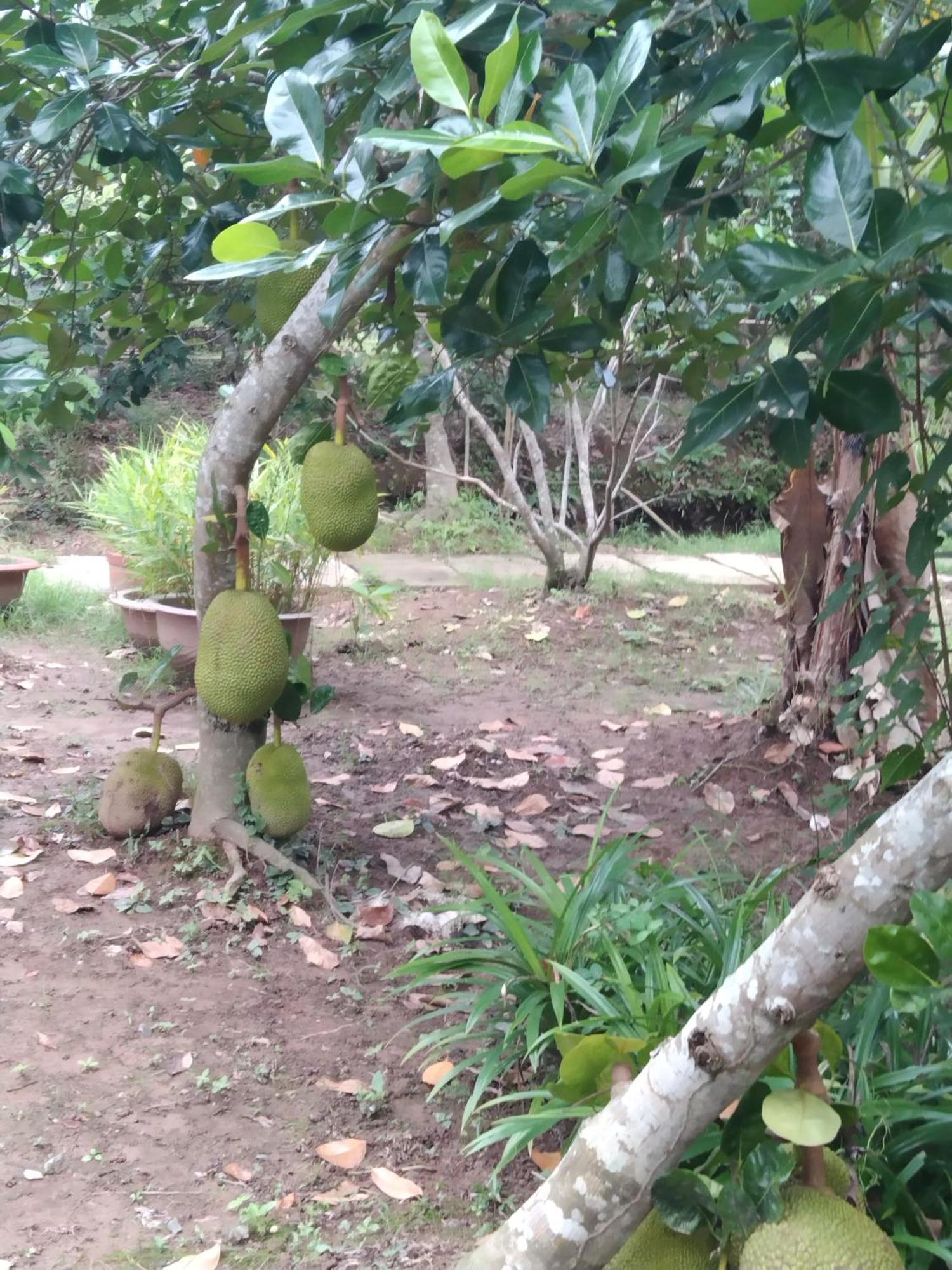 Quoc Phuong Riverside Homestay Ben Tre Εξωτερικό φωτογραφία
